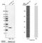 Peroxiredoxin Like 2A antibody, NBP2-48517, Novus Biologicals, Western Blot image 