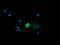 Mitochondrial Ribosomal Protein S34 antibody, LS-C337841, Lifespan Biosciences, Immunofluorescence image 