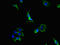 Proprotein Convertase Subtilisin/Kexin Type 5 antibody, orb25284, Biorbyt, Immunofluorescence image 