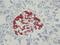 C-peptide antibody, BM270A, Origene, Immunohistochemistry frozen image 