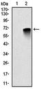 Adrenoceptor Beta 1 antibody, orb229828, Biorbyt, Western Blot image 