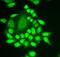 Ring Finger Protein 40 antibody, FNab07358, FineTest, Immunofluorescence image 