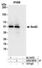 SEC62 Homolog, Preprotein Translocation Factor antibody, A303-981A, Bethyl Labs, Immunoprecipitation image 