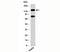 Period Circadian Regulator 2 antibody, 33-045, ProSci, Western Blot image 