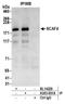 SR-Related CTD Associated Factor 4 antibody, A303-951A, Bethyl Labs, Immunoprecipitation image 