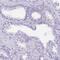 DLEC1 Cilia And Flagella Associated Protein antibody, PA5-53917, Invitrogen Antibodies, Immunohistochemistry paraffin image 