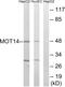 Solute Carrier Family 16 Member 14 antibody, PA5-39250, Invitrogen Antibodies, Western Blot image 