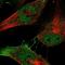 Histone H2A deubiquitinase MYSM1 antibody, NBP2-57859, Novus Biologicals, Immunocytochemistry image 