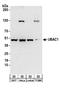 UBA Domain Containing 1 antibody, A304-121A, Bethyl Labs, Western Blot image 