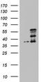 Cell Division Cycle Associated 7 Like antibody, TA803018AM, Origene, Western Blot image 