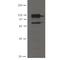 Cadherin 11 antibody, IQ581, Immuquest, Western Blot image 