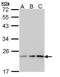 Prostaglandin E synthase 3 antibody, GTX112655, GeneTex, Western Blot image 