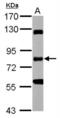 Receptor-interacting serine/threonine-protein kinase 1 antibody, NBP2-20166, Novus Biologicals, Western Blot image 
