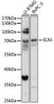 ICAp69 antibody, orb543761, Biorbyt, Western Blot image 