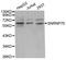 Small Nuclear Ribonucleoprotein U1 Subunit 70 antibody, A03527, Boster Biological Technology, Western Blot image 