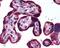 Keratin 19 antibody, 48-474, ProSci, Immunohistochemistry frozen image 