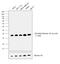 Di-Methyl-Histone H3 antibody, MA5-24677, Invitrogen Antibodies, Western Blot image 