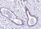 Abraxas 1, BRCA1 A Complex Subunit antibody, 4321, ProSci, Immunohistochemistry paraffin image 