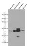 Opa Interacting Protein 5 antibody, 66461-1-Ig, Proteintech Group, Western Blot image 