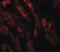 Glutaminase 2 antibody, PA5-21113, Invitrogen Antibodies, Immunofluorescence image 