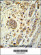 F-Box And Leucine Rich Repeat Protein 15 antibody, MBS9208241, MyBioSource, Immunohistochemistry frozen image 