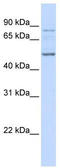 Flagellum Associated Containing Coiled-Coil Domains 1 antibody, TA340323, Origene, Western Blot image 
