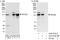 DEAD-Box Helicase 42 antibody, A303-353A, Bethyl Labs, Immunoprecipitation image 