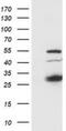 SSX Family Member 1 antibody, NBP2-00614, Novus Biologicals, Western Blot image 