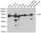 Rab GDP dissociation inhibitor alpha antibody, GTX54148, GeneTex, Western Blot image 