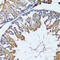 PRX-3 antibody, 18-929, ProSci, Immunohistochemistry frozen image 