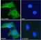 Luteinizing hormone receptor antibody, NBP2-76804, Novus Biologicals, Immunofluorescence image 