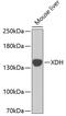Xanthine Dehydrogenase antibody, 23-497, ProSci, Western Blot image 