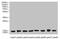 COTL1 antibody, CSB-PA622751HA01HU, Cusabio, Western Blot image 