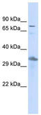 TEF Transcription Factor, PAR BZIP Family Member antibody, TA334022, Origene, Western Blot image 