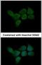Calmodulin-like protein 3 antibody, PA5-30232, Invitrogen Antibodies, Immunofluorescence image 