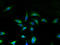 Unc-50 Inner Nuclear Membrane RNA Binding Protein antibody, A61678-100, Epigentek, Immunofluorescence image 