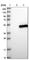 BRCA1-A complex subunit BRE antibody, HPA017926, Atlas Antibodies, Western Blot image 