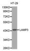 LAMP-3 antibody, abx002126, Abbexa, Western Blot image 