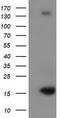 Ubiquitin-like protein 4A antibody, TA502447, Origene, Western Blot image 