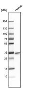 Mitochondrial Genome Maintenance Exonuclease 1 antibody, PA5-59348, Invitrogen Antibodies, Western Blot image 