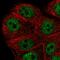 Peroxisomal Biogenesis Factor 10 antibody, HPA049458, Atlas Antibodies, Immunocytochemistry image 
