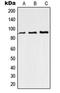 Rap1 GTPase-activating protein 1 antibody, LS-C352756, Lifespan Biosciences, Western Blot image 