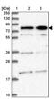 Centrosomal Protein 295 antibody, PA5-58459, Invitrogen Antibodies, Western Blot image 