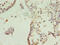 Translocase Of Inner Mitochondrial Membrane 10B antibody, CSB-PA896532LA01HU, Cusabio, Immunohistochemistry frozen image 