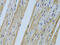 Four And A Half LIM Domains 2 antibody, 18-376, ProSci, Immunohistochemistry frozen image 