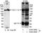 Sister chromatid cohesion protein PDS5 homolog A antibody, A300-088A, Bethyl Labs, Immunoprecipitation image 