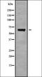DNA Polymerase Epsilon 2, Accessory Subunit antibody, orb338242, Biorbyt, Western Blot image 
