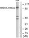 DNA repair protein XRCC1 antibody, TA312309, Origene, Western Blot image 