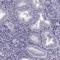Family With Sequence Similarity 166 Member A antibody, HPA023307, Atlas Antibodies, Immunohistochemistry frozen image 