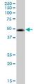 Vasoactive Intestinal Peptide Receptor 2 antibody, H00007434-M01, Novus Biologicals, Western Blot image 